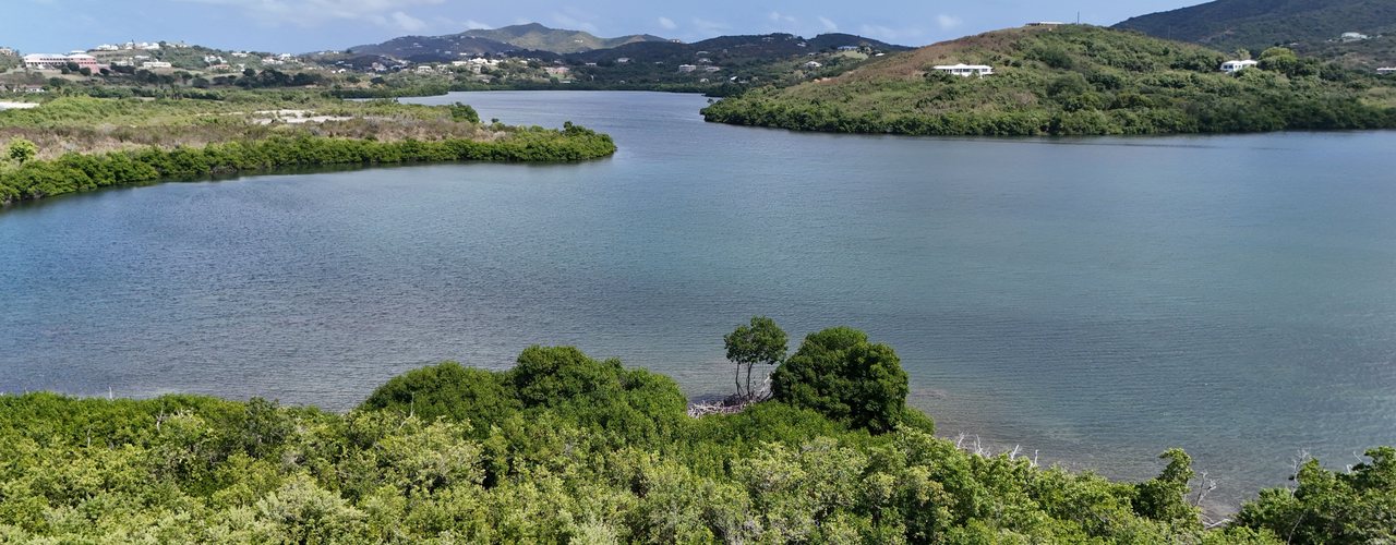 A calm mangrove-lined bay below green hills on St. Croix